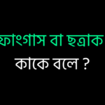 ফাংগাস বা ছত্রাক কাকে বলে ?