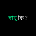 স্নায়ু কি ?